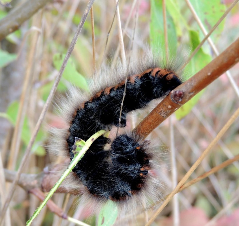 Chenille du bombyx