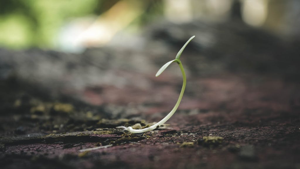 Graine en cours de germination