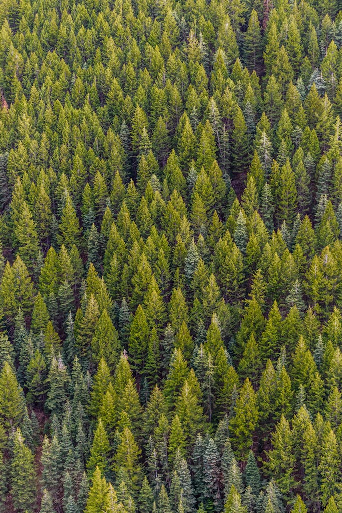 Vue aérienne d'une forêt de conifères