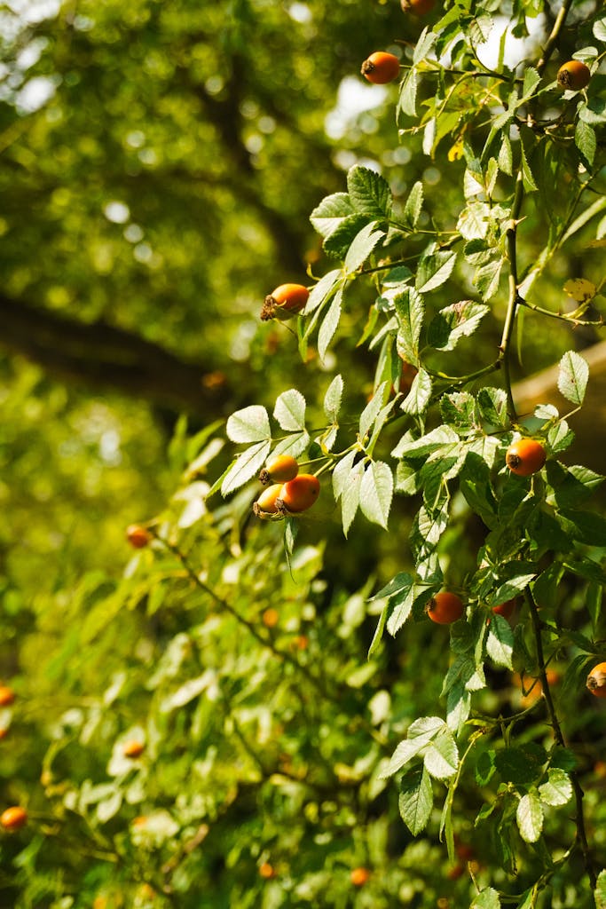 Close-up of vibrant rose hips on a branch in a sunlit garden, exuding a natural, fresh atmosphere.