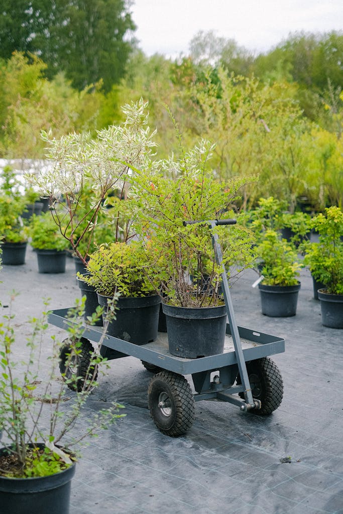 Arbustes sur un chariot dans une pépinière - Fournisseurs de plans pour les jardins-forêts