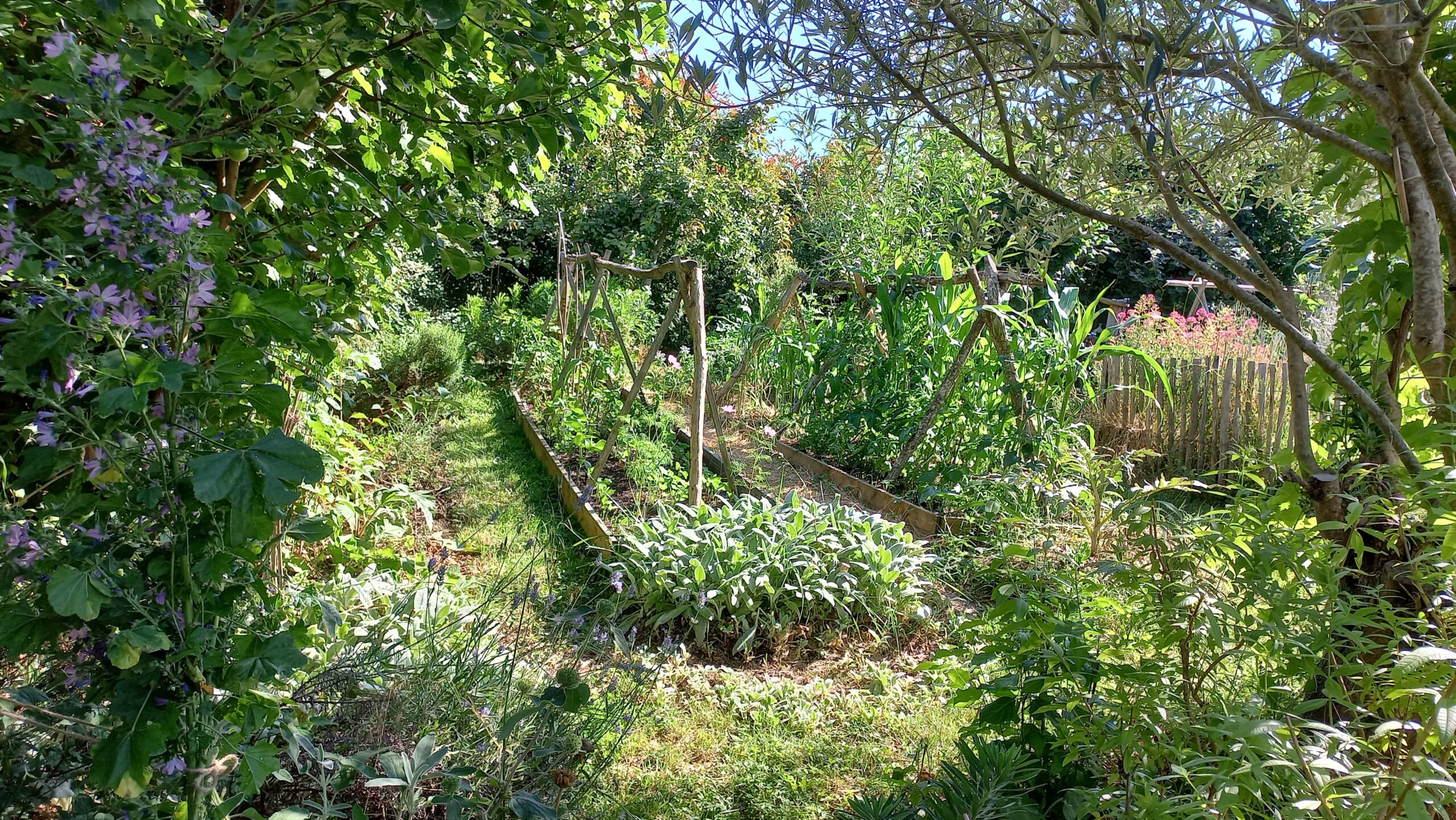 Photo d'un jardin forêt en permaculture. On y retrouve des cultures associées : maïs-haricot et des arbre tout autour. Cette photo a été prise au bosquet Fantastique chez Sarah Reynard et Ludovic Pradel