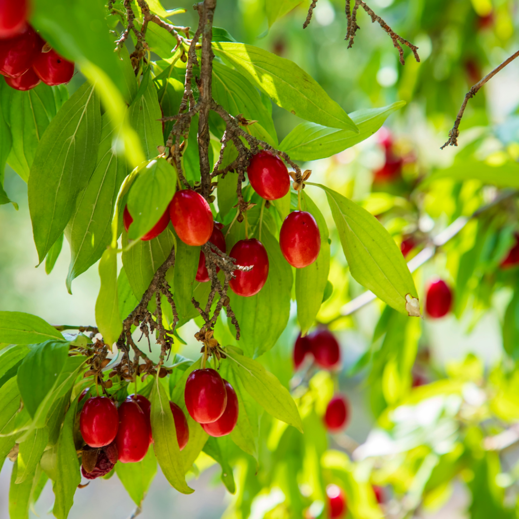 Fruit rouge d'un cornouiller dans un feuillage vert clair