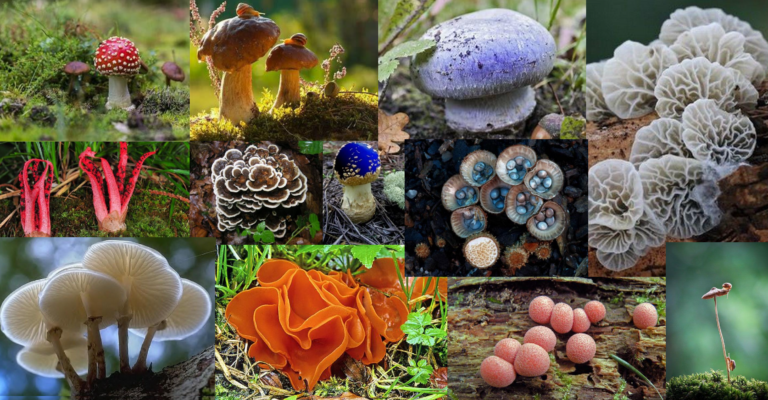 Le monde fascinant des champignons : ces étonnants organismes entre plante et animal