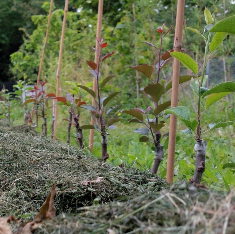 Succession écologique : Comment ce créer une Forêt ?