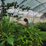 Photo prise à l'intérieur d'une serre de culture. Dans cette serre, une multitude de plante à tous les stades de développement. Elles ont pour vocation d'alimenter le Jardin Foret de Benoit Andru, en arrière plan de la photo. La photo a été prise au sein de la pépinière des forêts à croquer