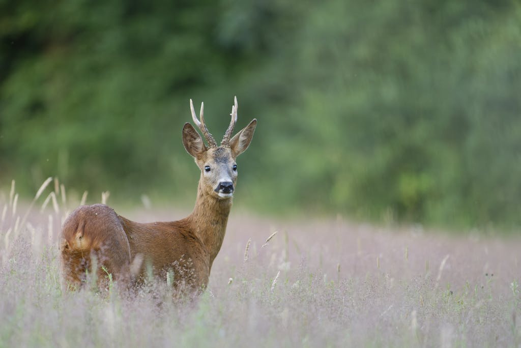 A solitary roe deer stands gracefully in a serene meadow, surrounded by lush greenery.