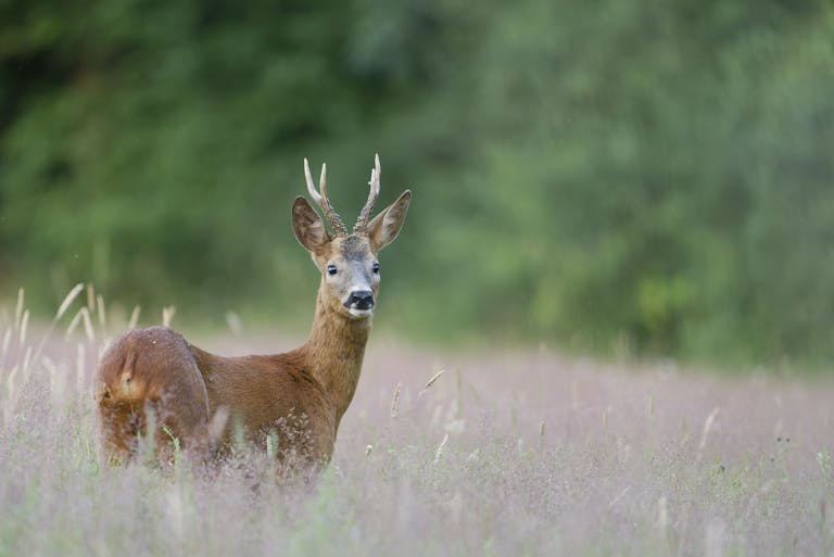 A solitary roe deer stands gracefully in a serene meadow, surrounded by lush greenery.