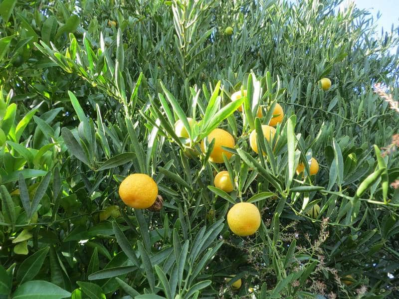 Photo d'un oranger caviar en fruit sous un ciel bleu clair
