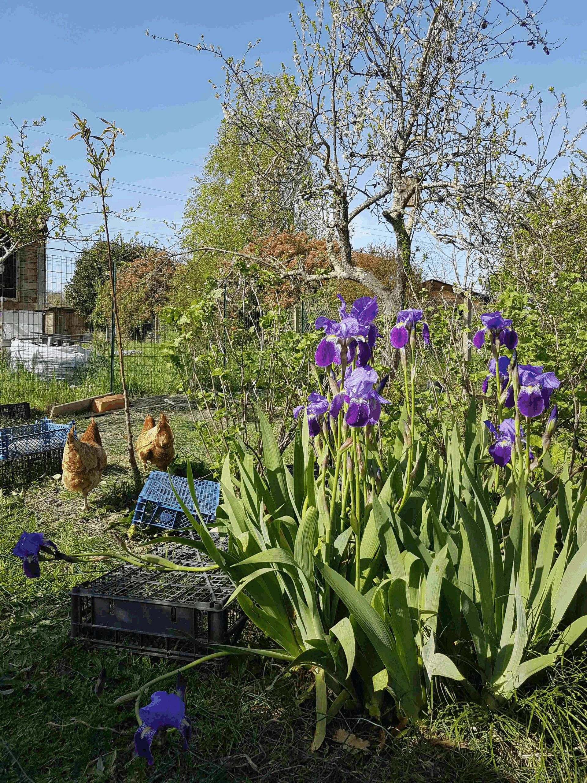 Photo d'un massif d'iris violette en fleur avec des poules rousses en arrière plan. Cette photo a été prise dans le Jardin Forêt de Nicolas Adalgari