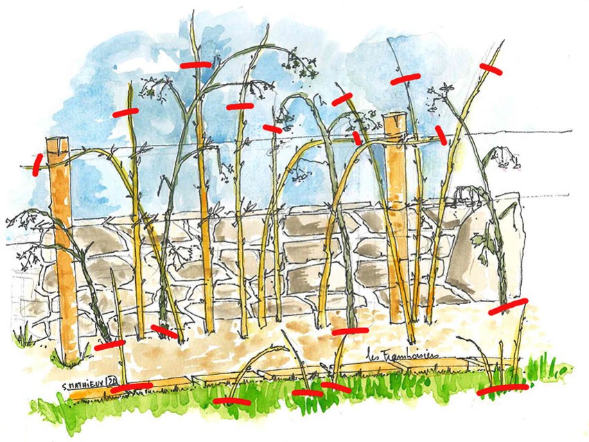 Dessin expliquant comment tailler les mûres Tayberry. Il faut couper à la base : les gourmands qui poussent en dehors de la plate-bande, les tiges mortes. Pour les nouvelles tiges, il faut les couper après le dernier bourgeon pour renforcer la vigueur.