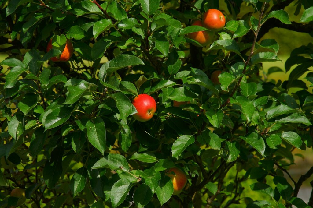 Feuilles et pommes sur un pommier