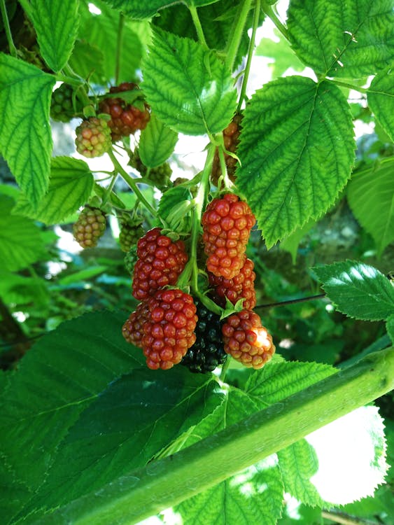 Photo d'une grappe de mûroise tayberry, type de mûre adaptée au fonctionnement en jardin foret.