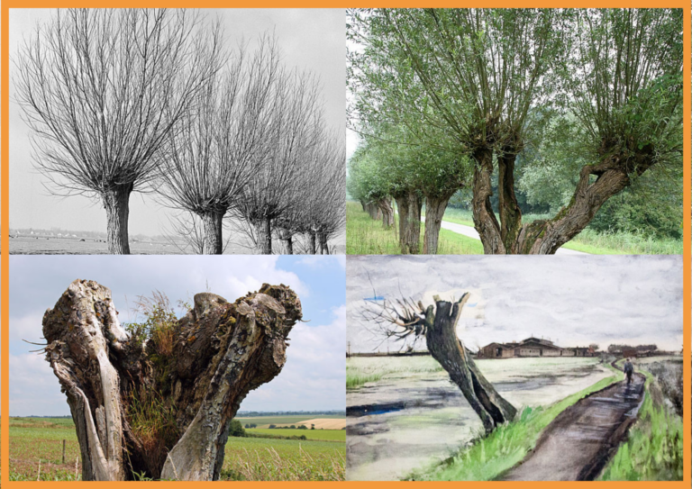 Montage de 4 images présentant les trognes au fil des coupes et de leurs structurations