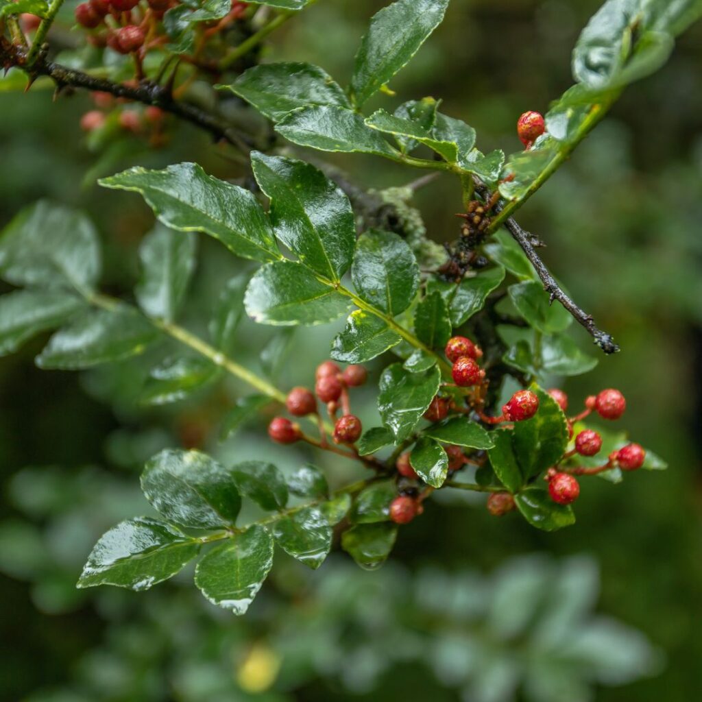 Photo d'un arbuste de poivre Sischuan, avec ses fruits rouges. Les feuilles sont vertes foncées et recouvertes d'une cuticule épaisse.
