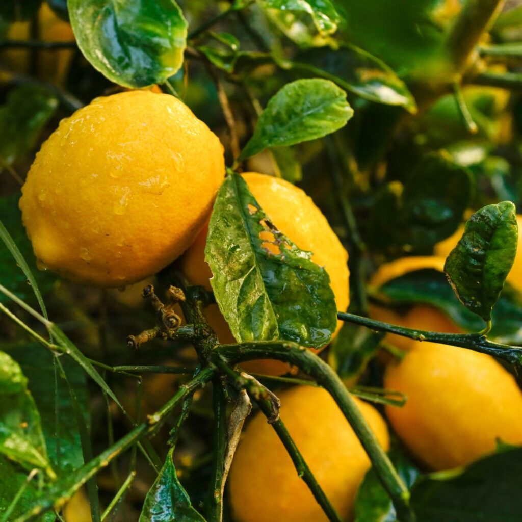 Photo de citron Meyer prise après la pluie, lorsque le soleil revient. Le jaune intense des citron tranche avec le vert brillant des feuilles