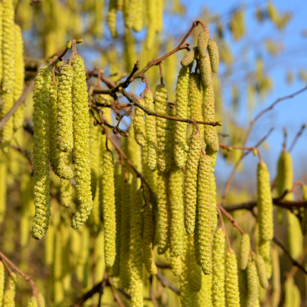 Photo des fleurs mâles, aussi appelés chatons. Il s'agit de fleurs pendantes jaunes-verts