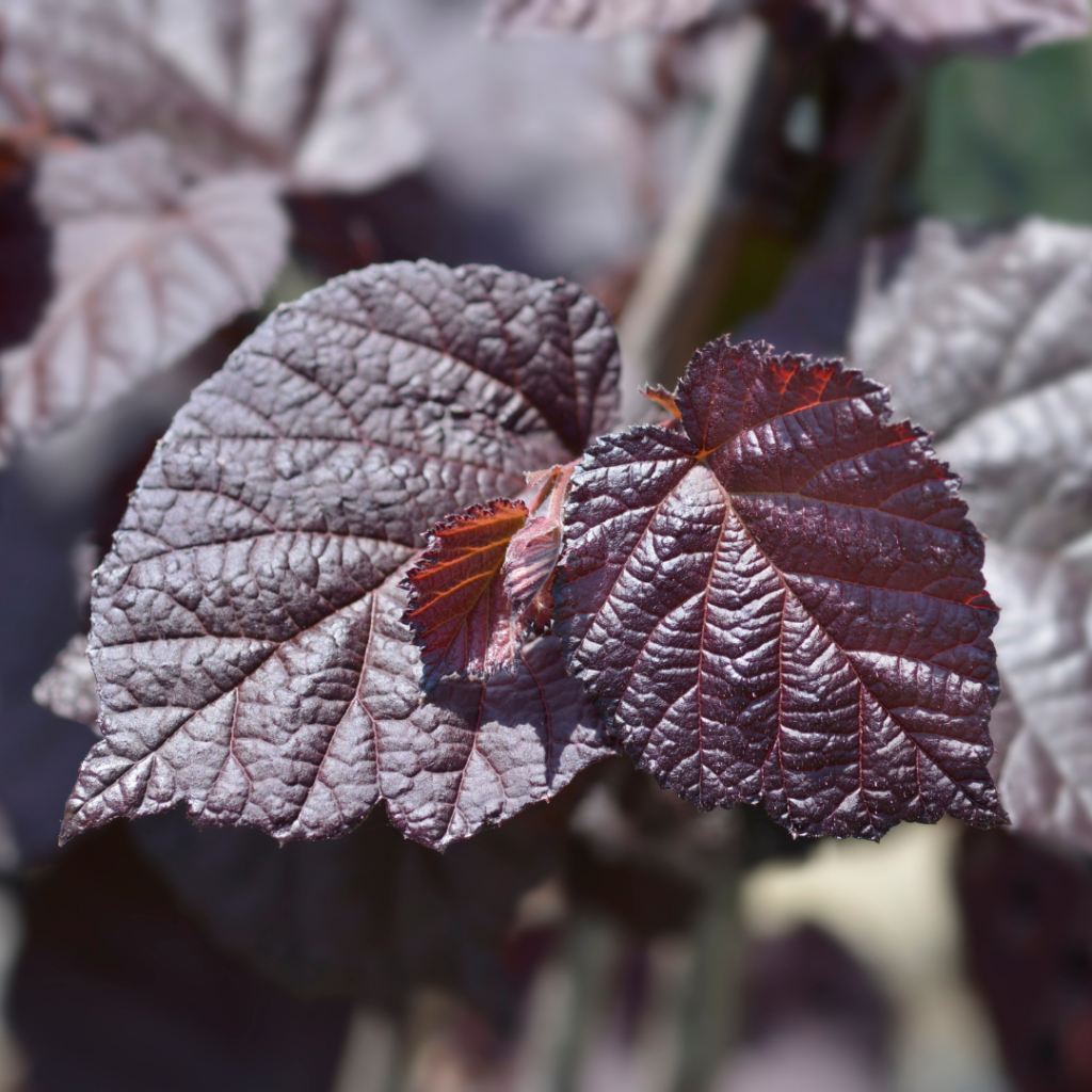 feuille de noisetier pourpre