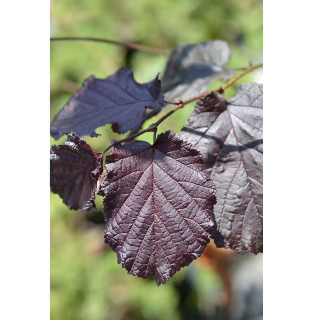 Feuille de noisetier pourpre