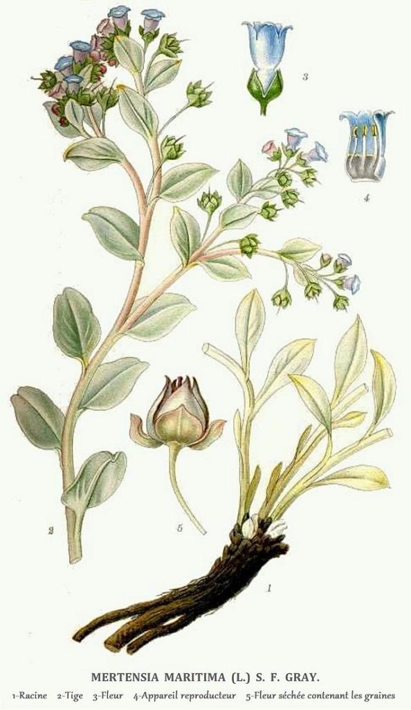 Planche de dessins illustrant l'herbe à huitres en plante entière, son tubercule, des coupes longitudinales de fleurs et le fruit.