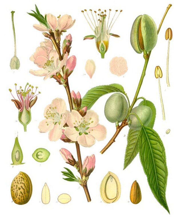 Planche d'illustration dessinée avec les fleurs, les fruits, les organes reproducteurs et des vues en coupes des fruit, amandes, étamines, fleurs.