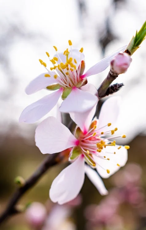 Gros plan sur une fleur d'amandier : blanche avec la base des pétale rose, des étamines fines avec du polen jaune au bout. Le pétiole est court