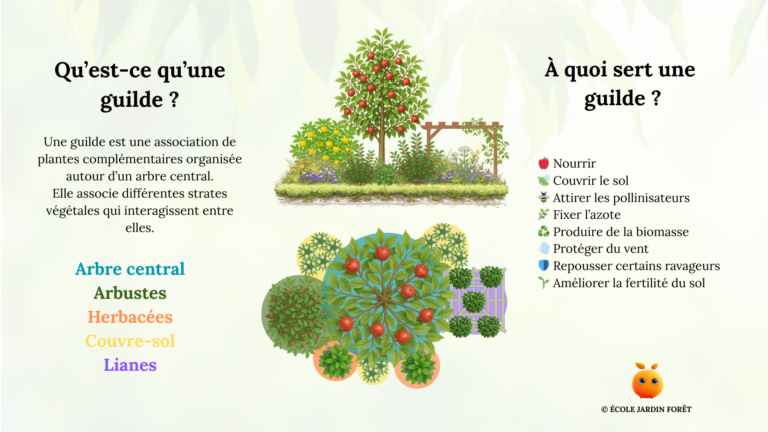 Comment planter une guilde pour démarrer son jardin-forêt