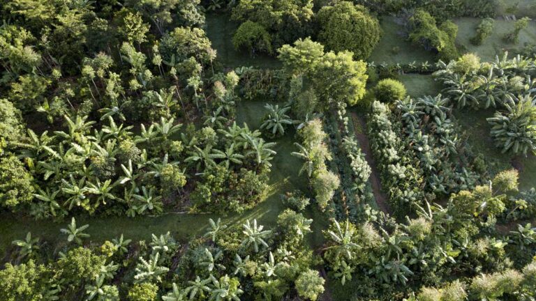 Comprendre la syntropie et son application au jardin-forêt