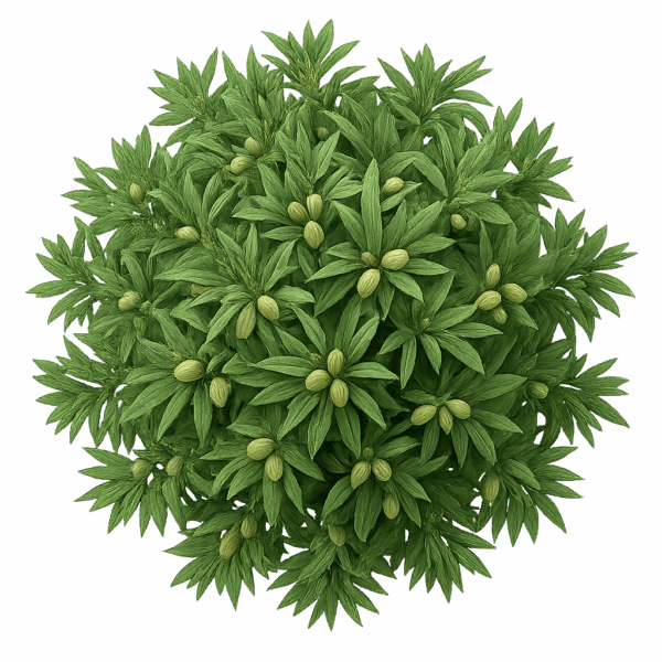 Banque de dessins de plantes ( 80 illustrations ) – Image 9