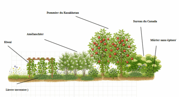 Banque de dessins de plantes ( 80 illustrations ) – Image 2