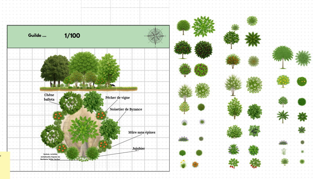 Pack MAXI Forêt Comestible - 70 plantes (140 illustrations) – Image 5