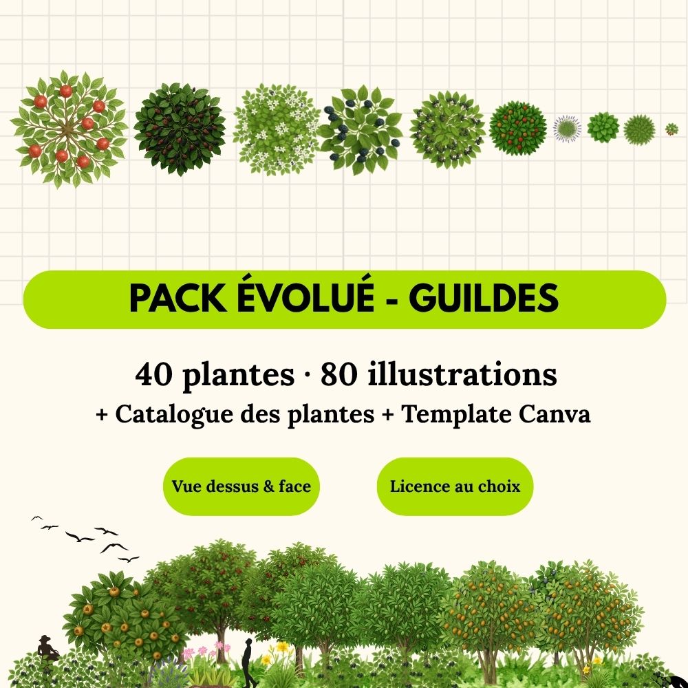 Pack évolué Guildes— 40 plantes (80 illustrations)