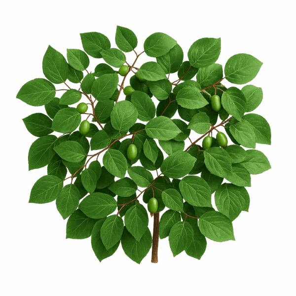 Banque de dessins de plantes ( 80 illustrations ) – Image 6