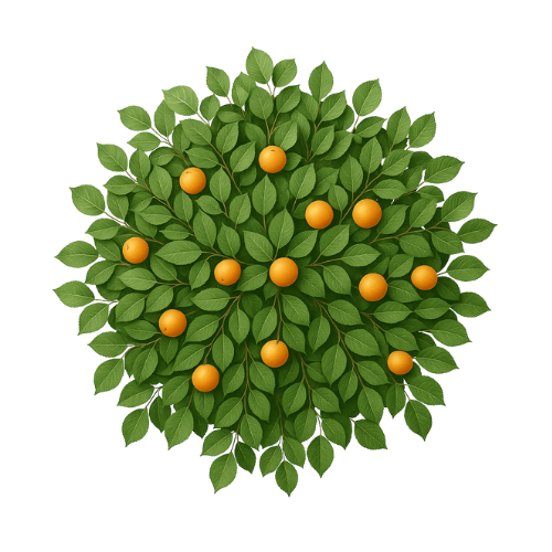 Pack Fruitiers — 15 plantes ( 30 illustrations ) – Image 4