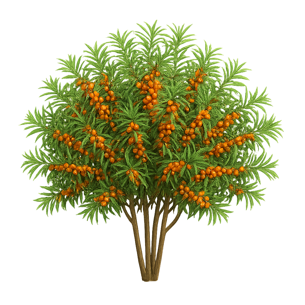 Pack Arbustes ( strate basse ) 13 plantes (26 illustrations) – Image 2