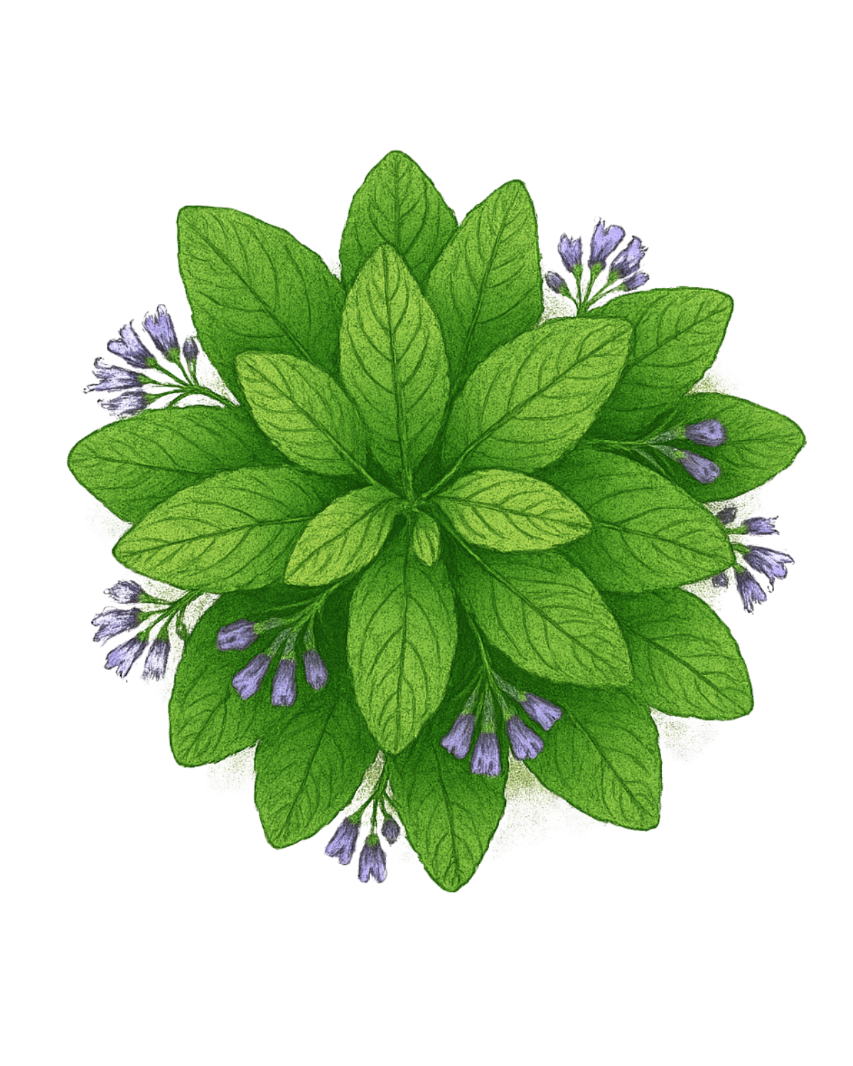 Pack Services ( biomasse, support... ) 14 plantes (28 illustrations) – Image 4