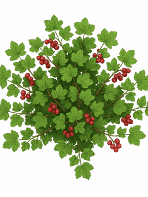 Groseillier – Ribes rubrum -Haut