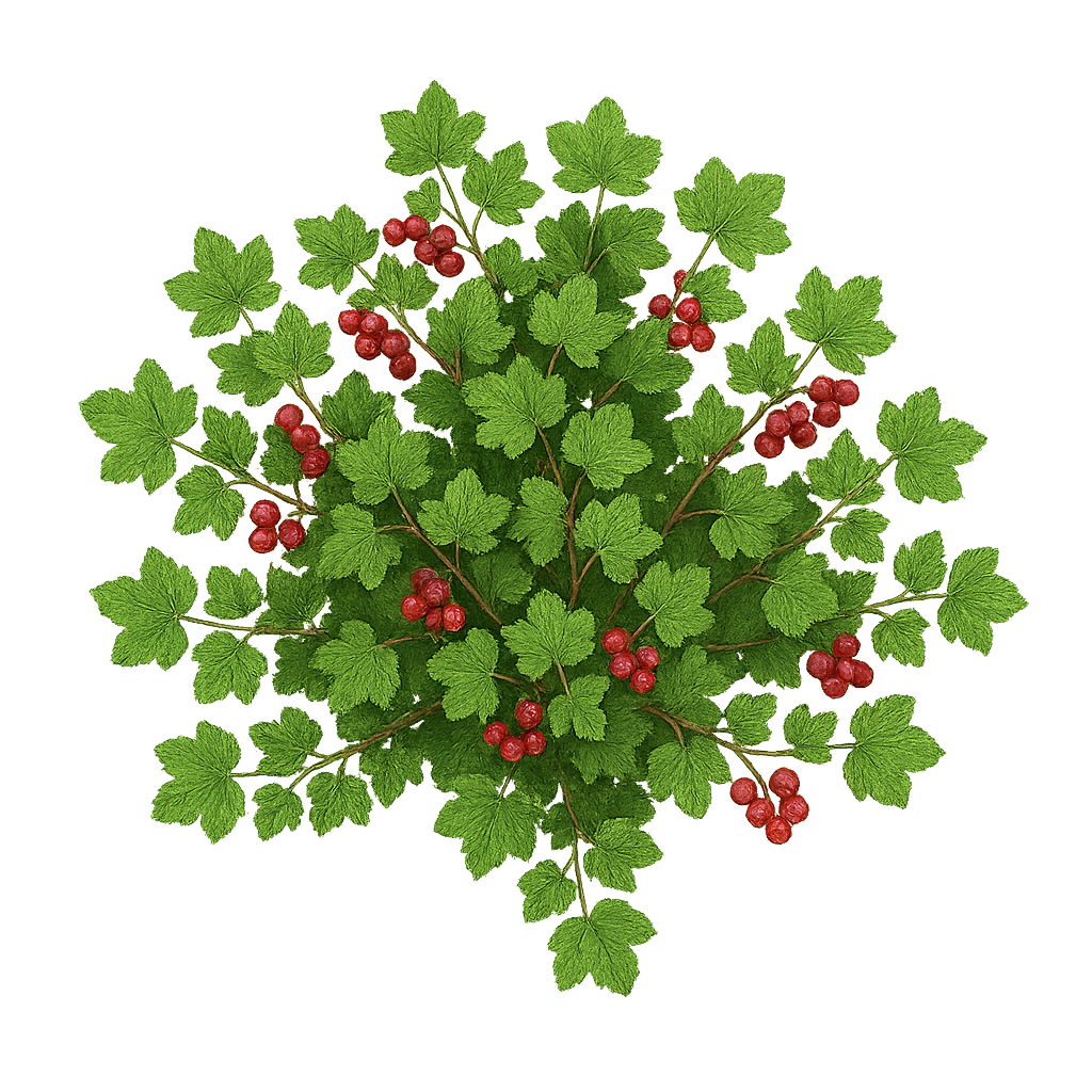 Pack petits fruits, strate basse - 9 plantes (18 illustrations) – Image 2