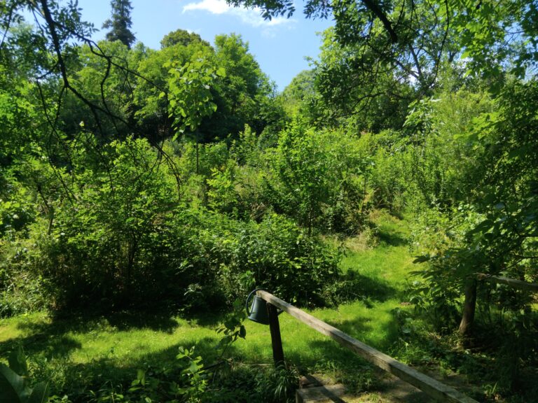 Formation “Jardin-Forêt en permaculture”