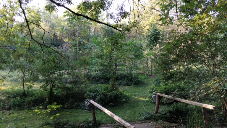 Formation “Jardin-Forêt en permaculture”
