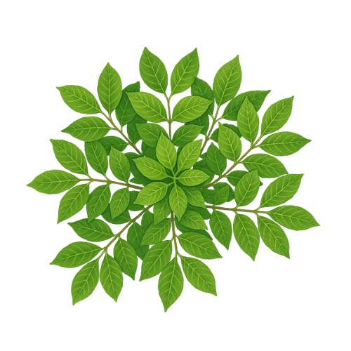 Pack Canopée - 13 arbres (26 illustrations) – Image 4