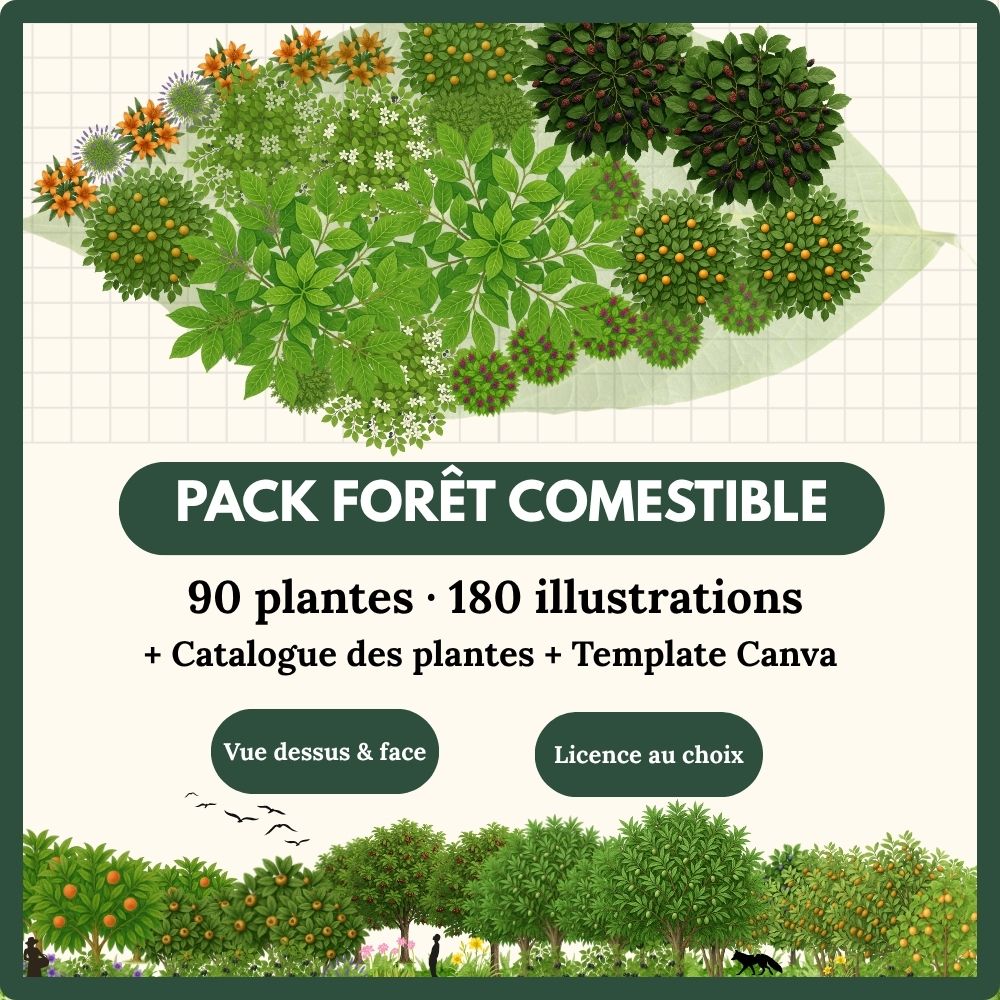 Pack Expert – La Forêt Comestible Complète - 90 plantes (180 illustrations)