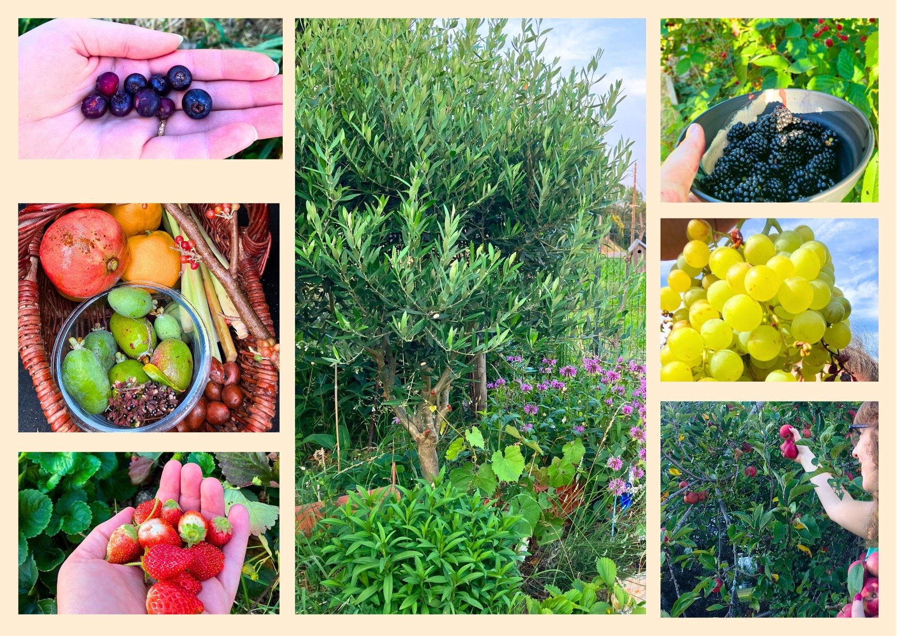 Guilde des Ombres – Kit Complet de Plantation – Image 4