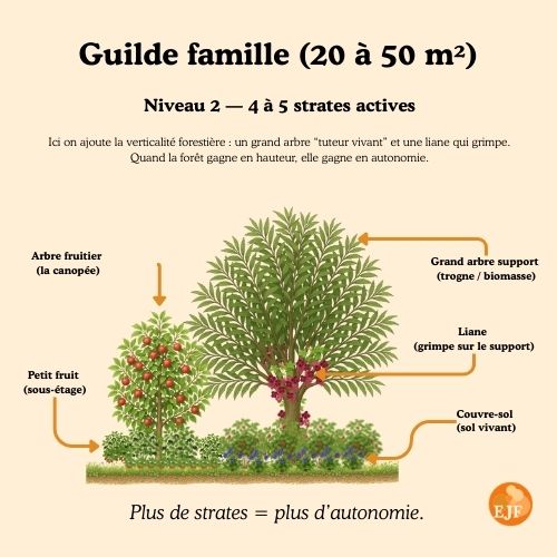 Crée ta guilde sur mesure – Jardin Forêt adapté à ton terrain – Image 3