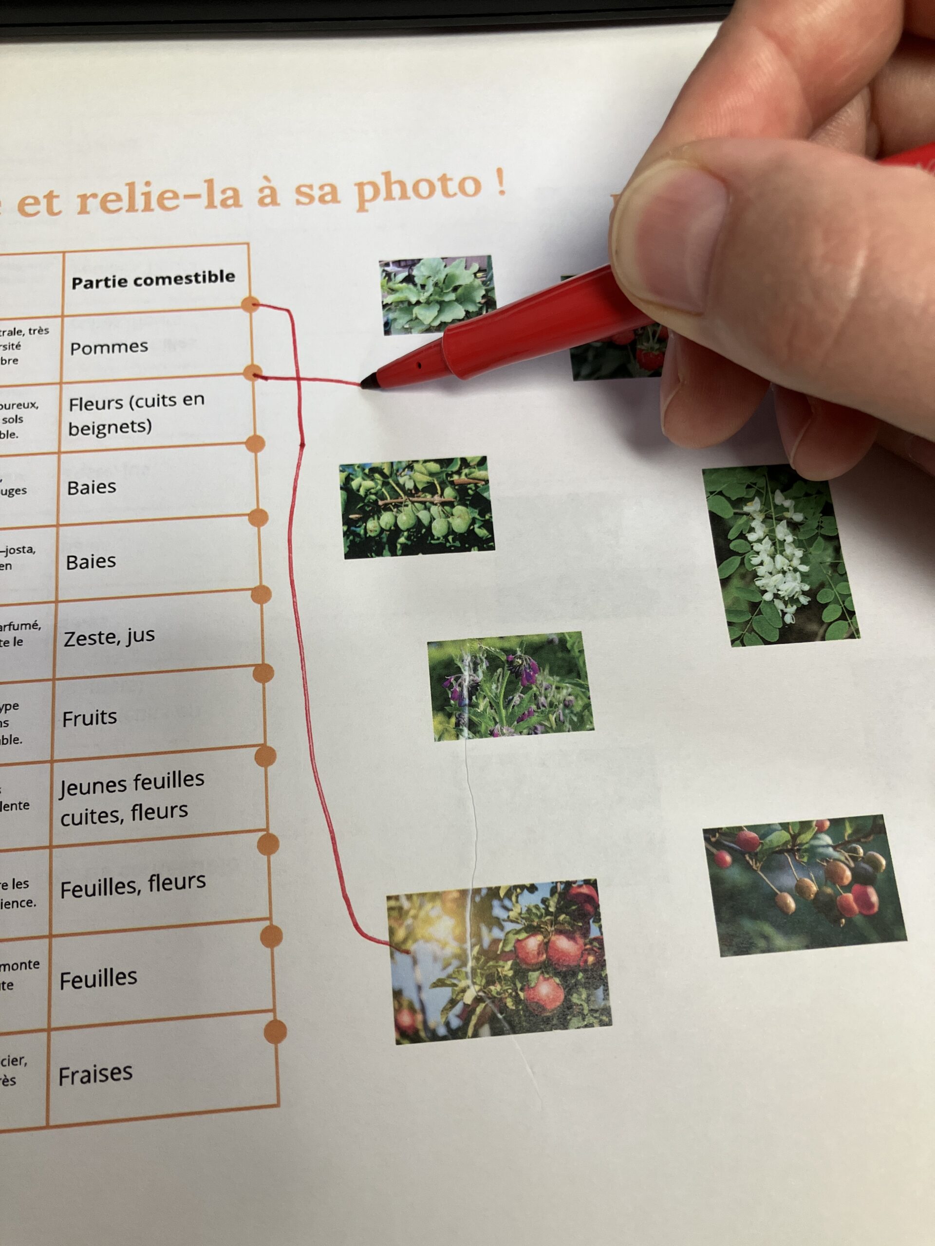 Guilde Tout Terrain – 320 m² - Kit complet de plantation – Image 3