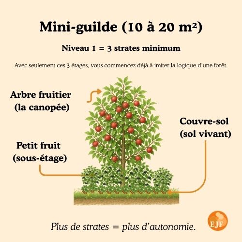 Crée ta guilde sur mesure – Jardin Forêt adapté à ton terrain – Image 4
