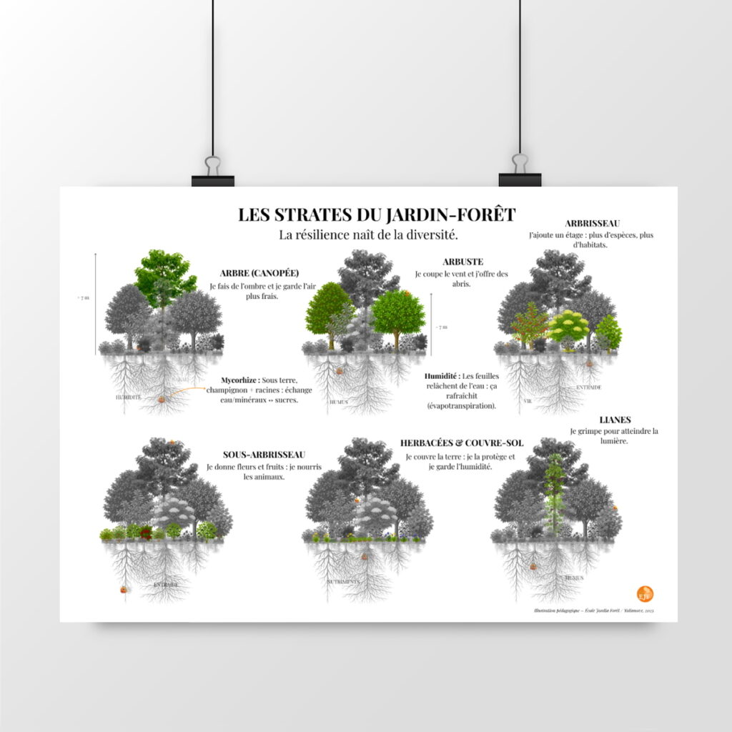 Affiche pédagogique les strates du Jardin-Forêt